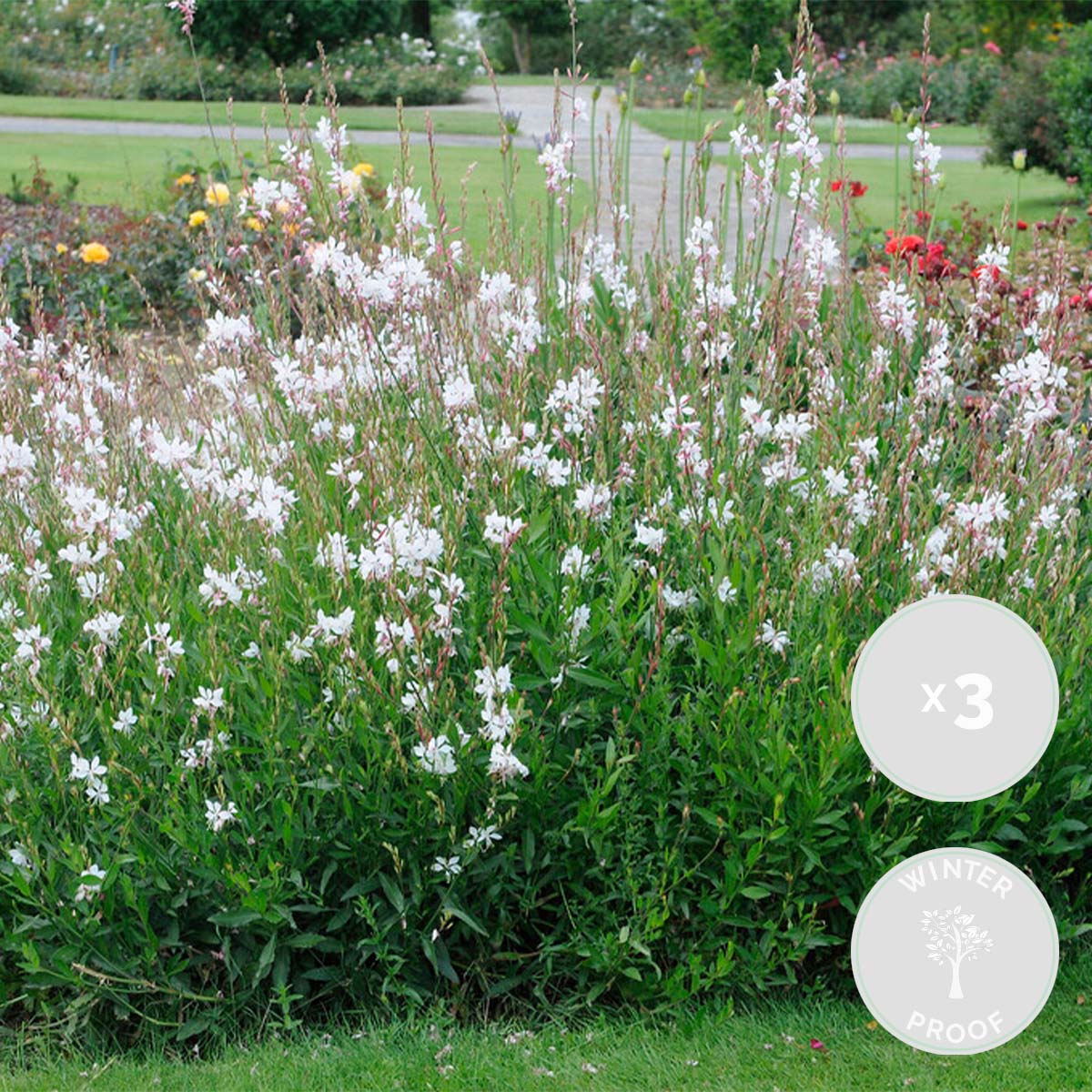 Lot de 3 - Gaura Lindheimeri - Gaura - Plantes de jardin - Rustique - H. 10-20 cm - P. 9x9 cm - 2