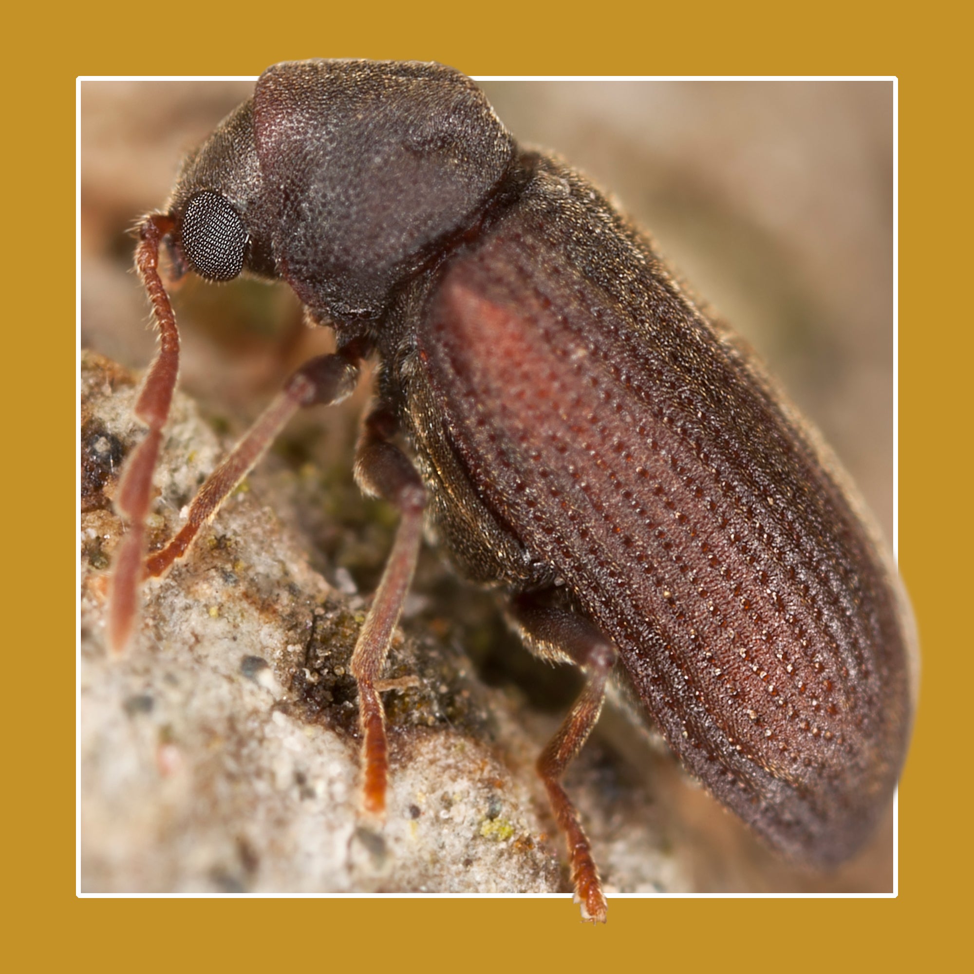 Soluguard Solución Anticarcoma - 500ml -Tratamiento contra la carcoma e insectos xilófagos como la termita y carcoma: Listo para Usar, Incoloro - 7