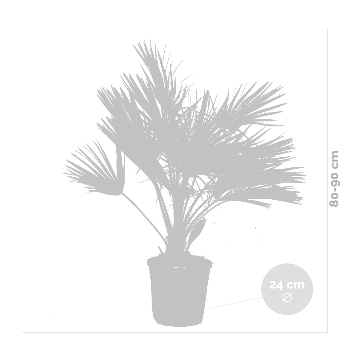 Chamaerops Humilis - Palmier nain européen - Palmier rustique - H. 80-100 cm - P. 24 cm - 3