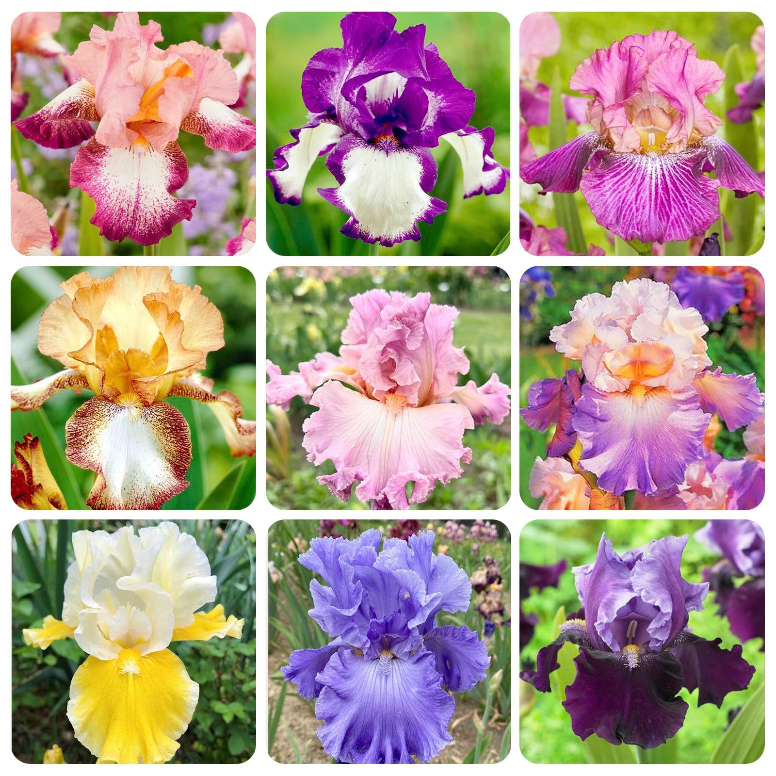 2.000 Semi di Iris dai colori misti – Perenni, attraggono gli ...