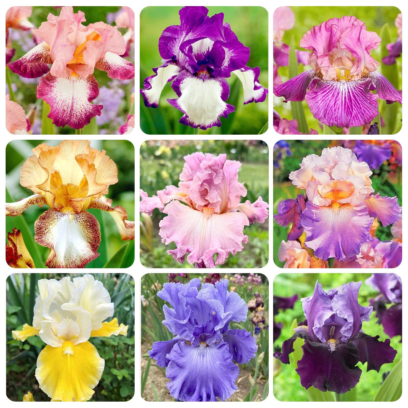 Diiris 2.000 Semi di Iris dai colori misti – Perenni, attraggono gli ...