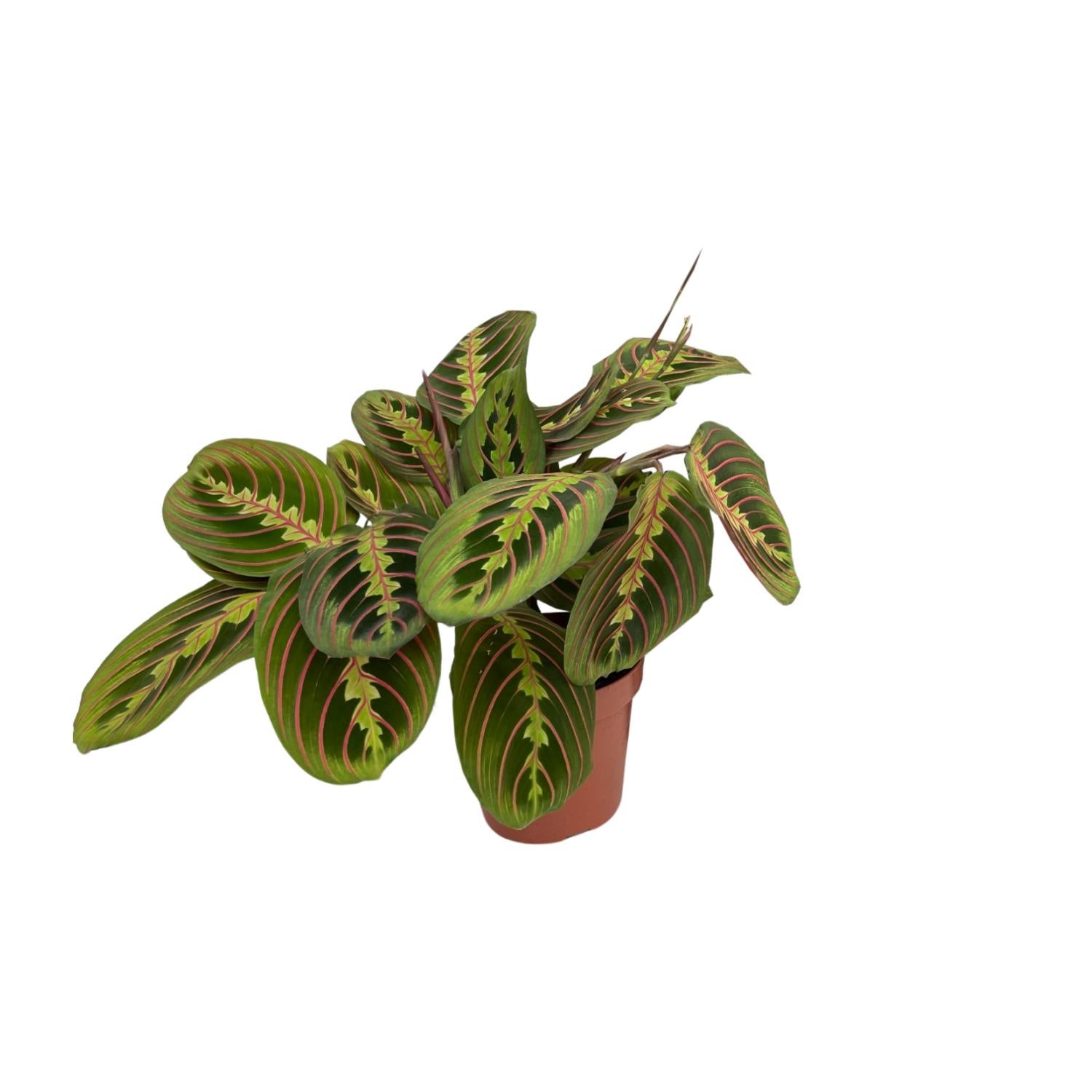 Maranta Fascinator - Roślina modlitewna doniczkowa - Zielono-czerwone liście - Ø12cm - H20cm