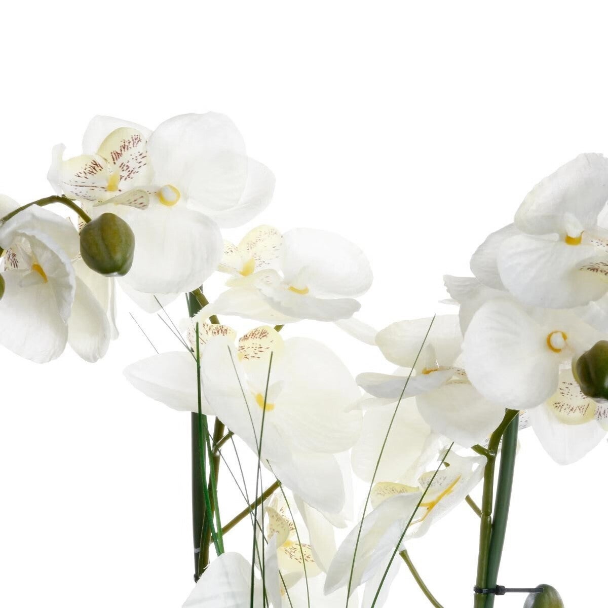 Composition Florale & Vase 