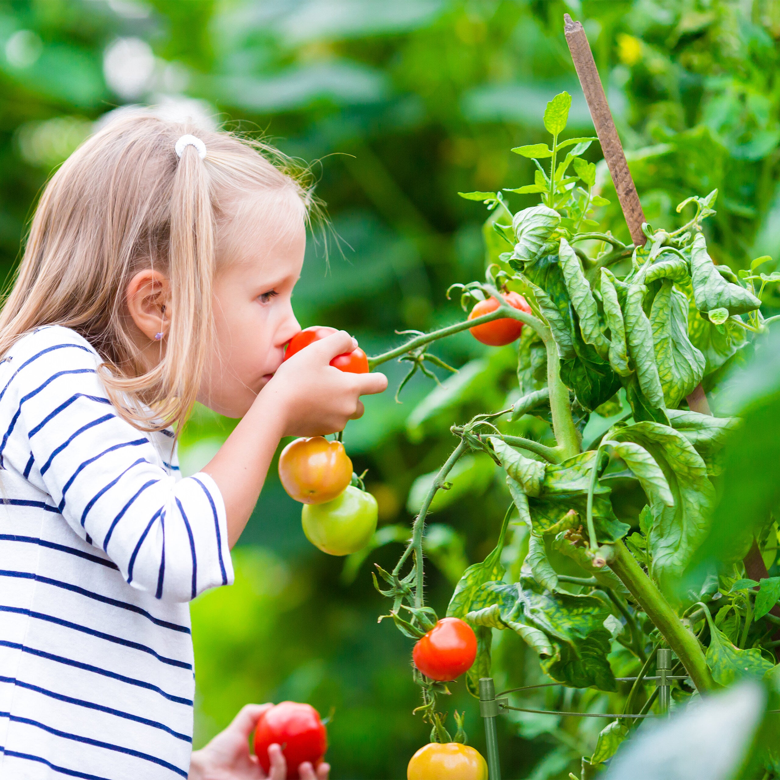 Tuteur pour tomates, plantes grimpantes, lot de 4, métal, plastique, 3 anneaux réglables, HxD:45x18cm, vert, Relaxdays - 3
