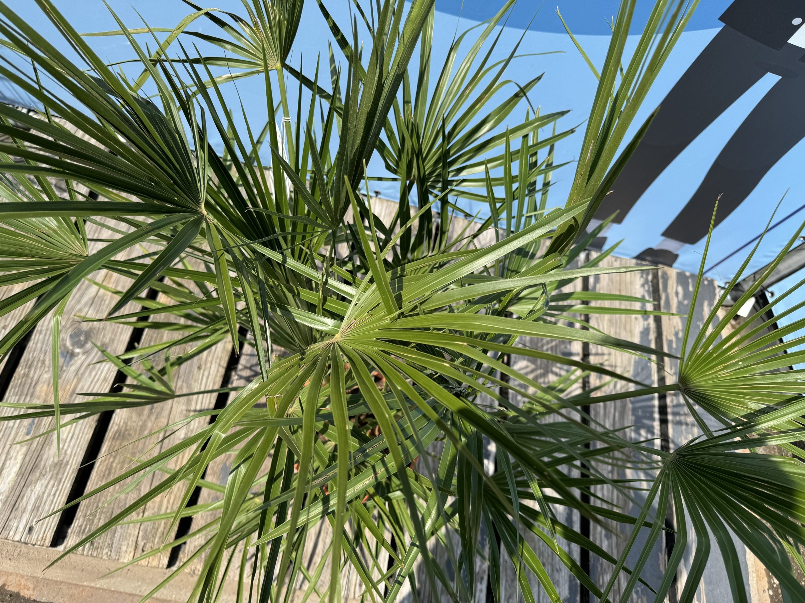 Chamaerops Humilis - Palmier européen nain - Palmier à feuilles persistantes résistant au froid - hauteur 100-120 cm pot inclus - 6