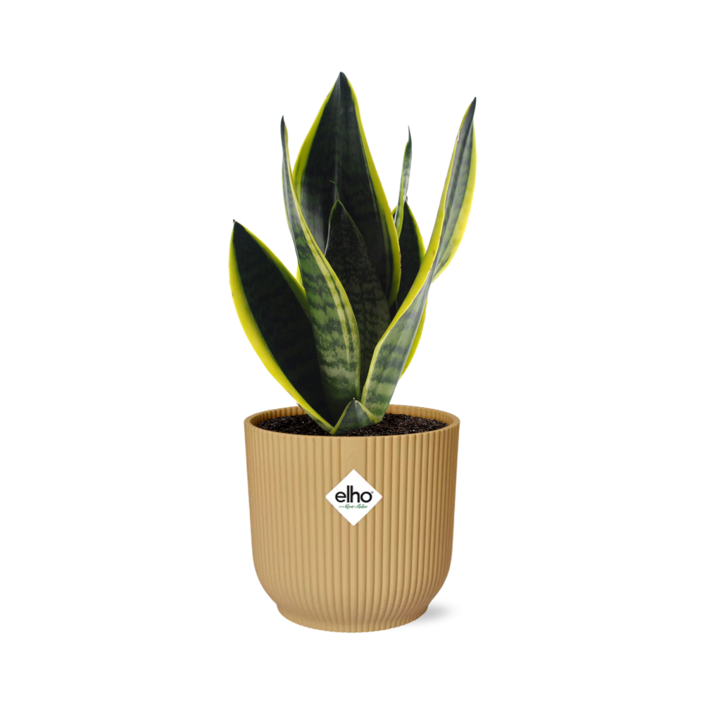 Sansevieria Futura Superba w doniczce ELHO Vibes Fold żółtej Ø14cm - Ozdobna roślina oczyszczająca powietrze