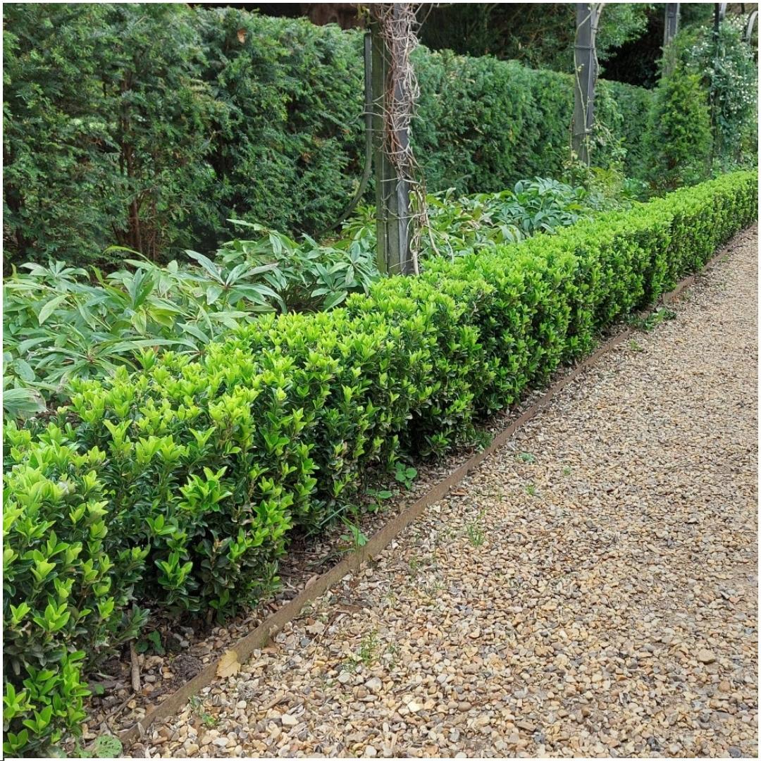 Siepe di guglia verde da 1 m (Euonymus japonicus 'Green Spire') – set di 6 piante sempreverdi – Piante di Frank – MOSELOTA Green - 2