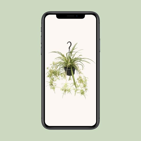 Chlorophytum Comosum Variegatum en pot Ø14cm hauteur 55cm – Plante araignée d’intérieur facile à entretenir et purifiant l’air - 8