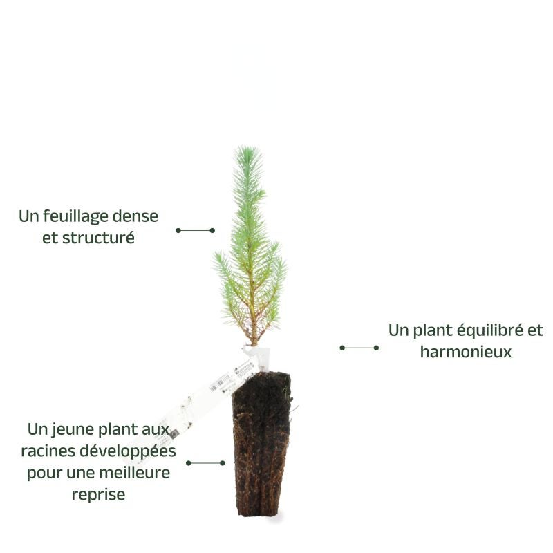 Pin parasol (Pinus pinea) - Godet - Taille 13/25cm - Pépinières Naudet - 4
