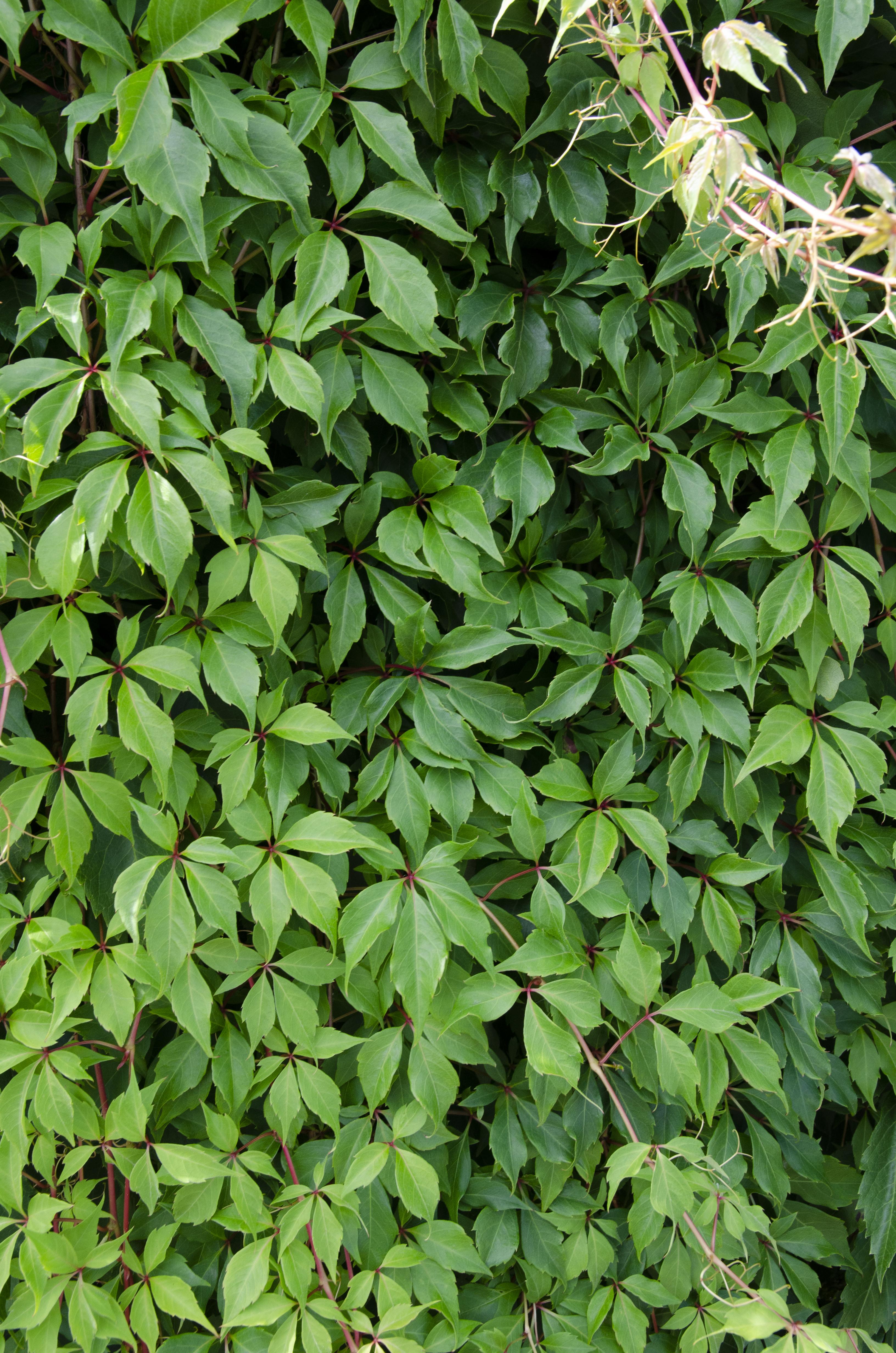 Parthenocissus 'Engelmannii' - Vigne vierge grimpante - 65 cm - Pot Ø15 cm - 3
