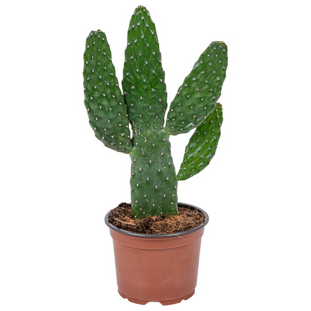 Opuntia Rubescens - Cactus raquette - Cactus d’intérieur - Hauteur 20-30 cm - Pot 12 cm