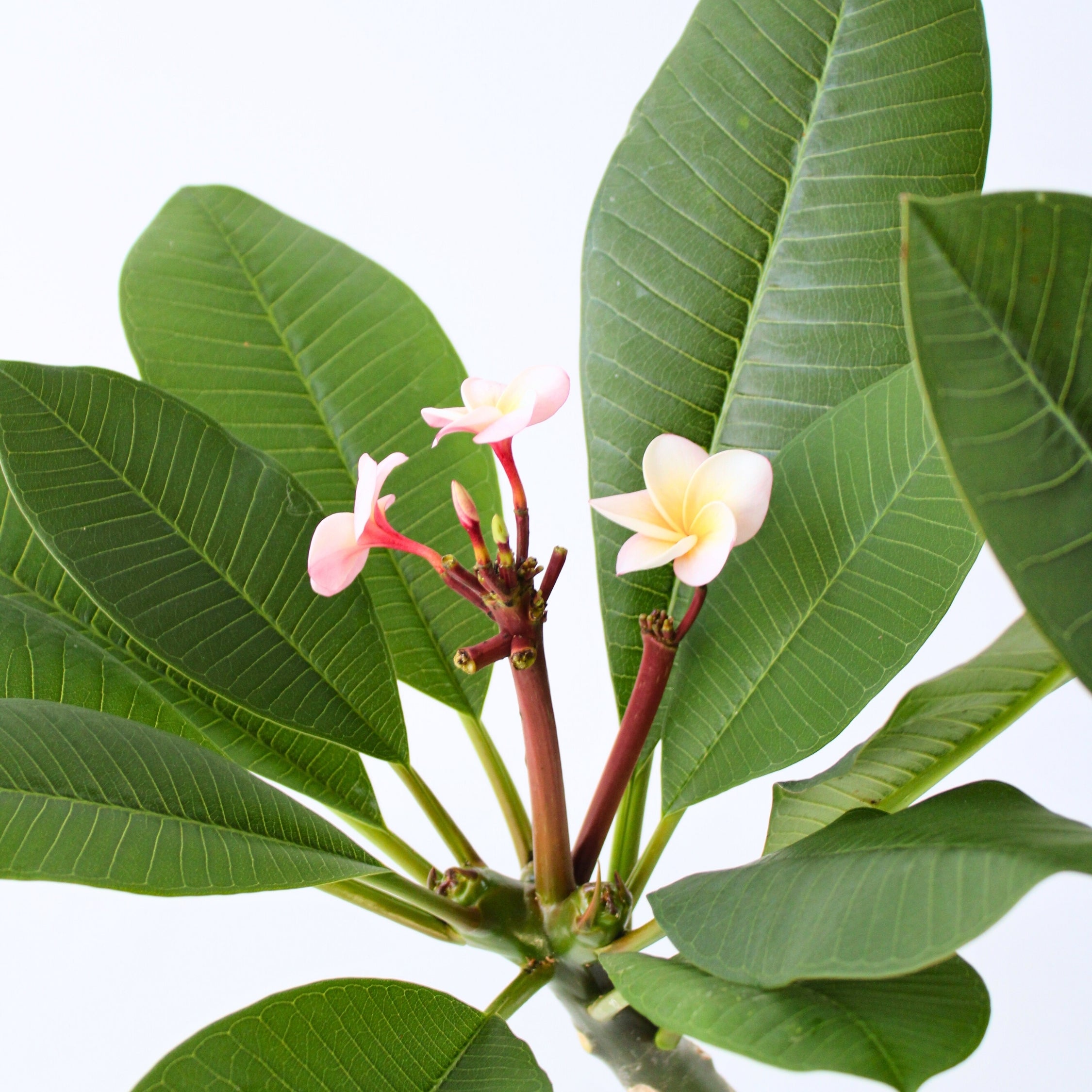 Frangipanier hawaii - Plumeria rubra 'Rose' - Hauteur 55-70cm - ⌀17cm - 4