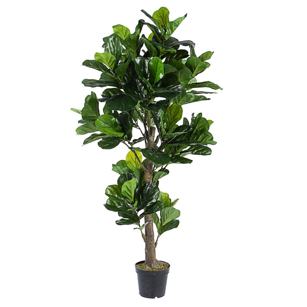 Bizzotto  Decoración Del Hogar Planta Ficus Lyrata Con Maceta , Leroy Merlin