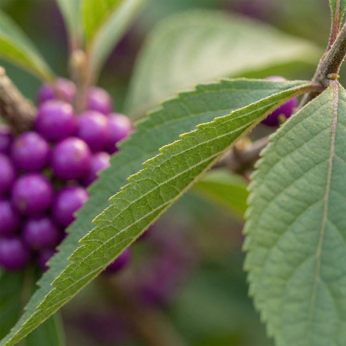 Callicarpa Liebespaar - Arbre aux bonbons - Plante de Jardin - Rustique - H. 90-110 cm - P. 26 cm - 5