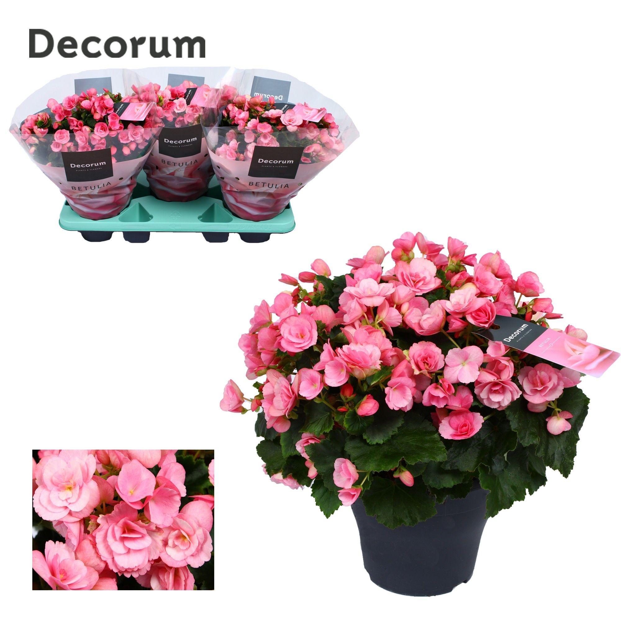Begonia Betulia "Candy" różowa roślina doniczkowa kwitnąca doniczka Ø19cm wysokość 35cm