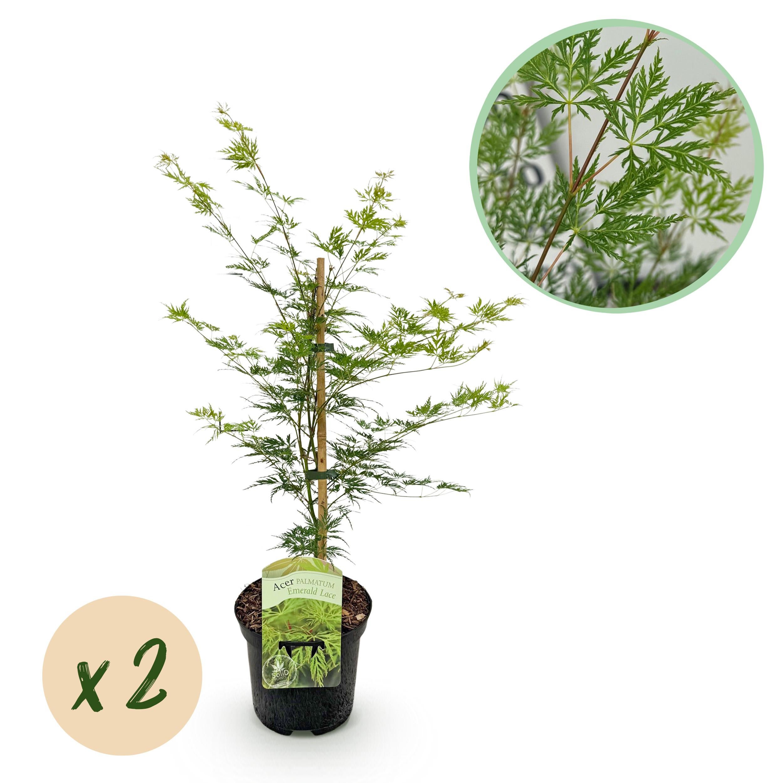Green boutiQ Klon Japoński Acer palmatum Emerald Lace – 2 rośliny – Doniczka 19 cm – Wysokość 70 cm