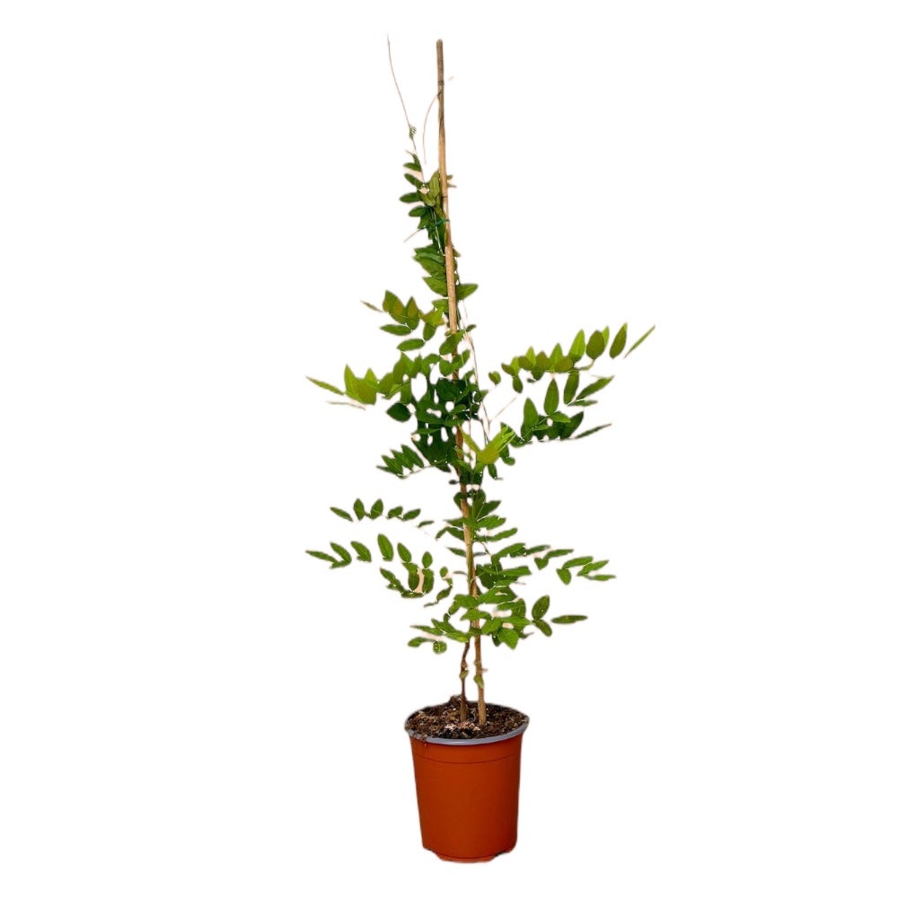 Glicine Blu - 2 Piante Altezza 100/120cm, In Vaso Da 16cm, Per Giardino E Terrazzo - Foto 14