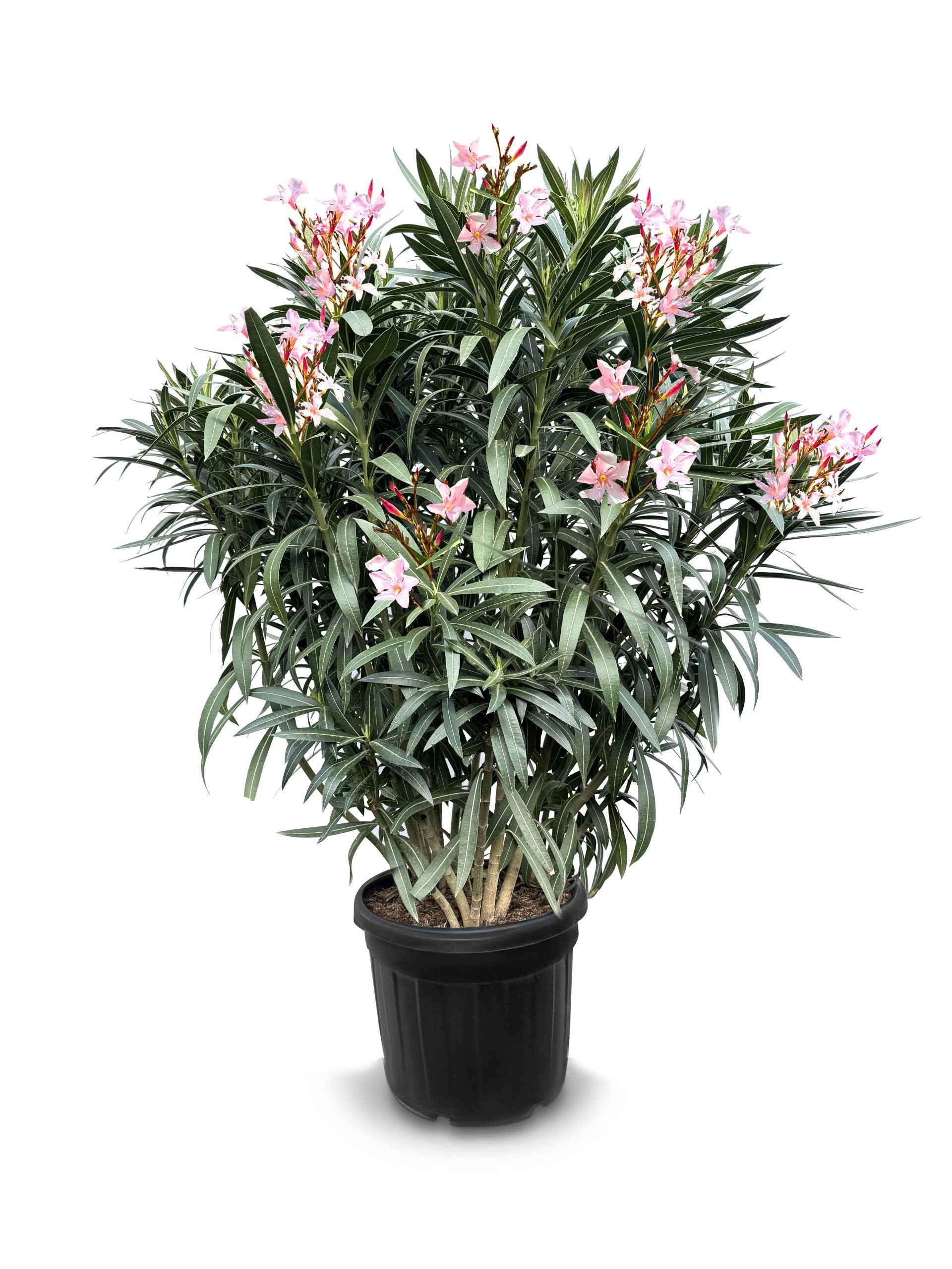 Laurier-rose rose - Nerium oleander - 140-160 cm | Leroy Merlin