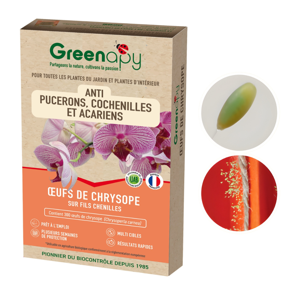 Chrysope 300 oeufs - 2