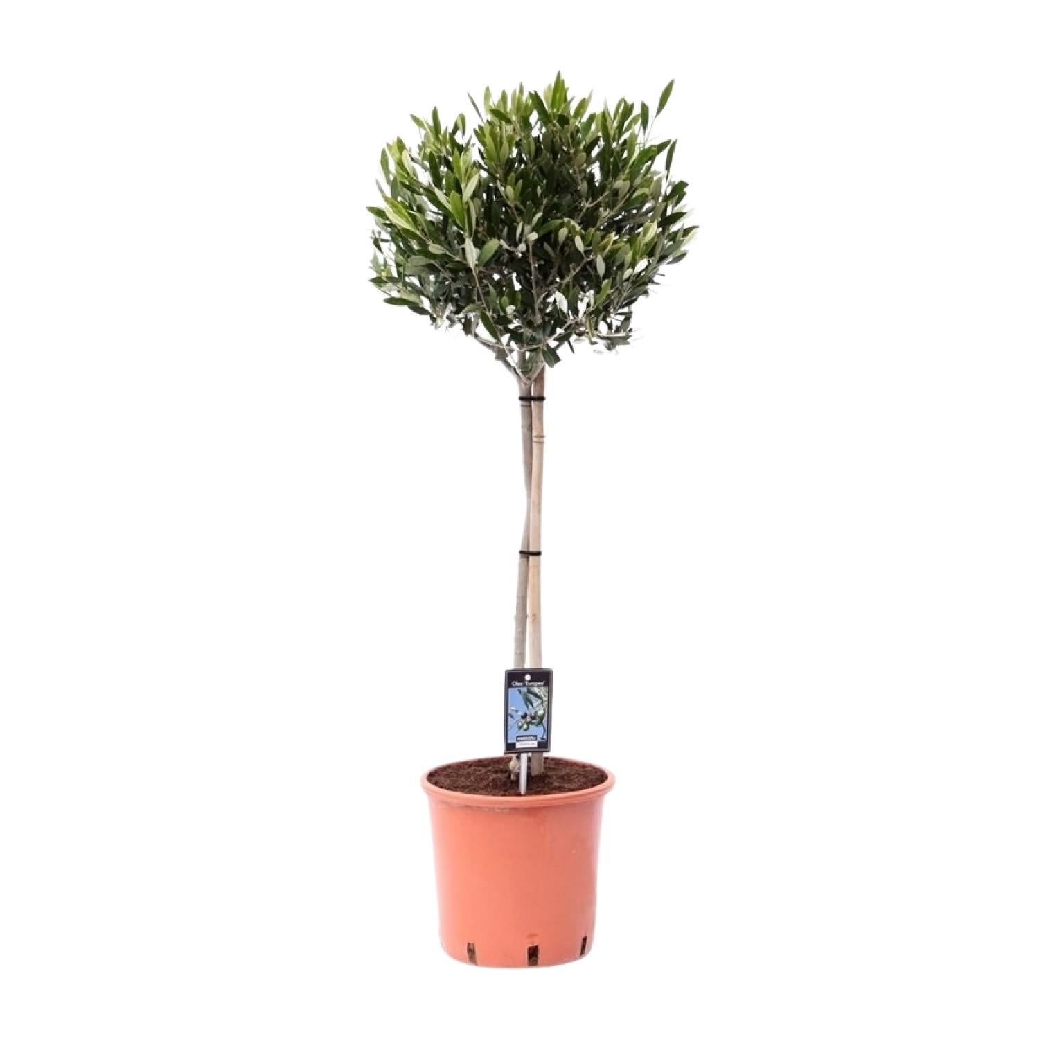 Olea europaea Drzewko oliwne - Doniczka Ø22cm - Wysokość 100cm