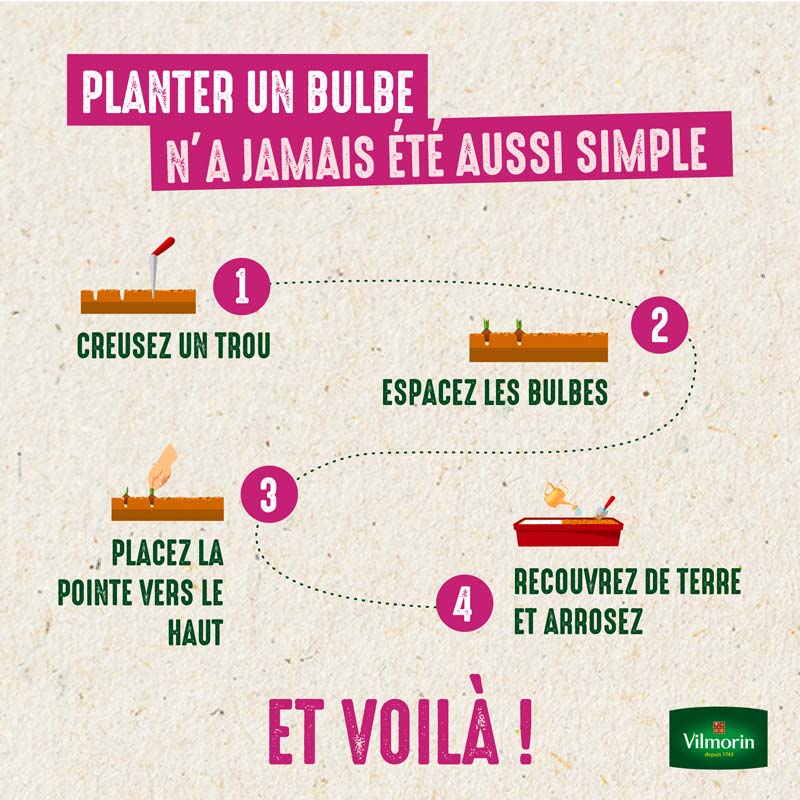 Tigridias Œil de Paon en Rose Foncé (x20) - 3