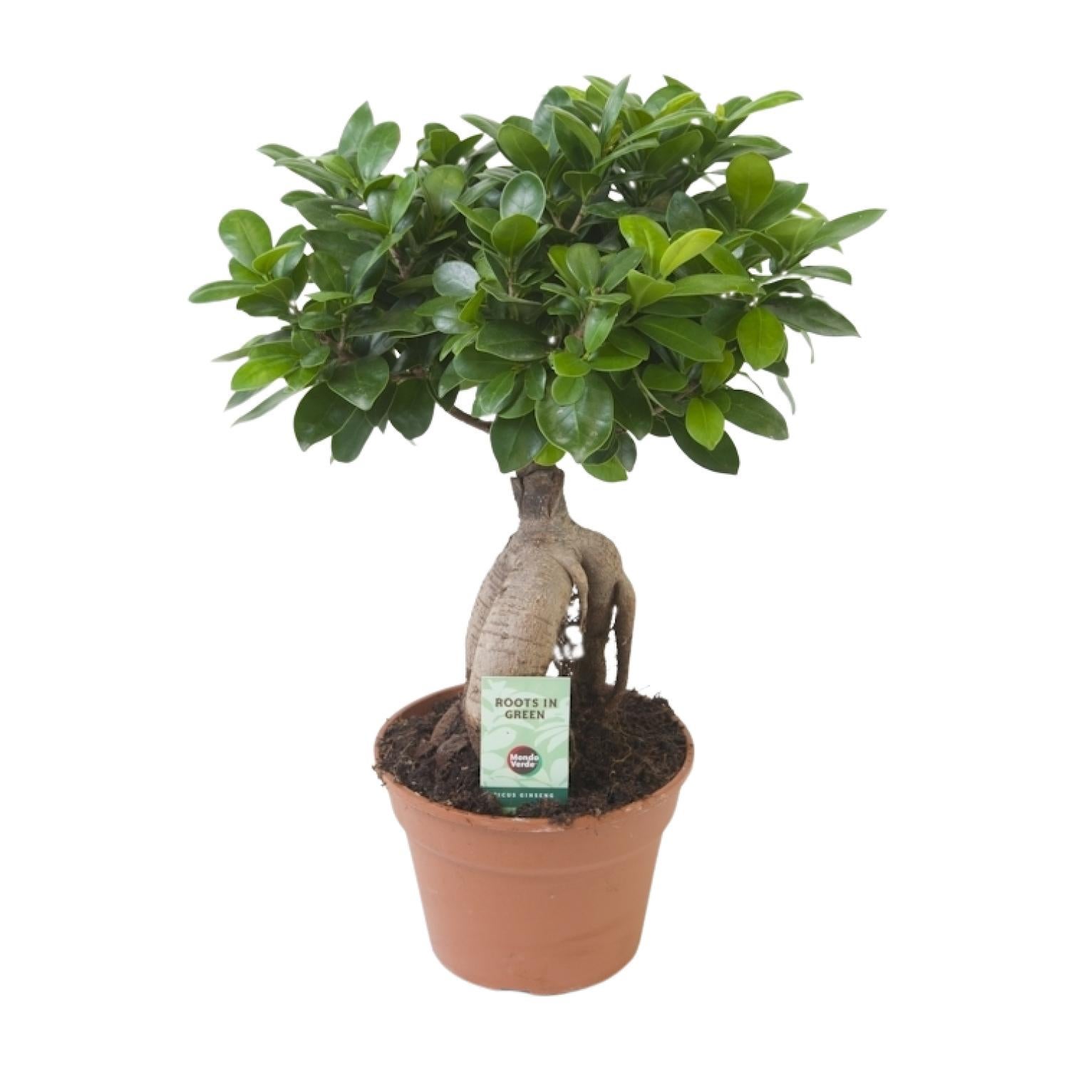 Ficus Ginseng Roślina doniczkowa - Ø17cm - Wysokość 40cm