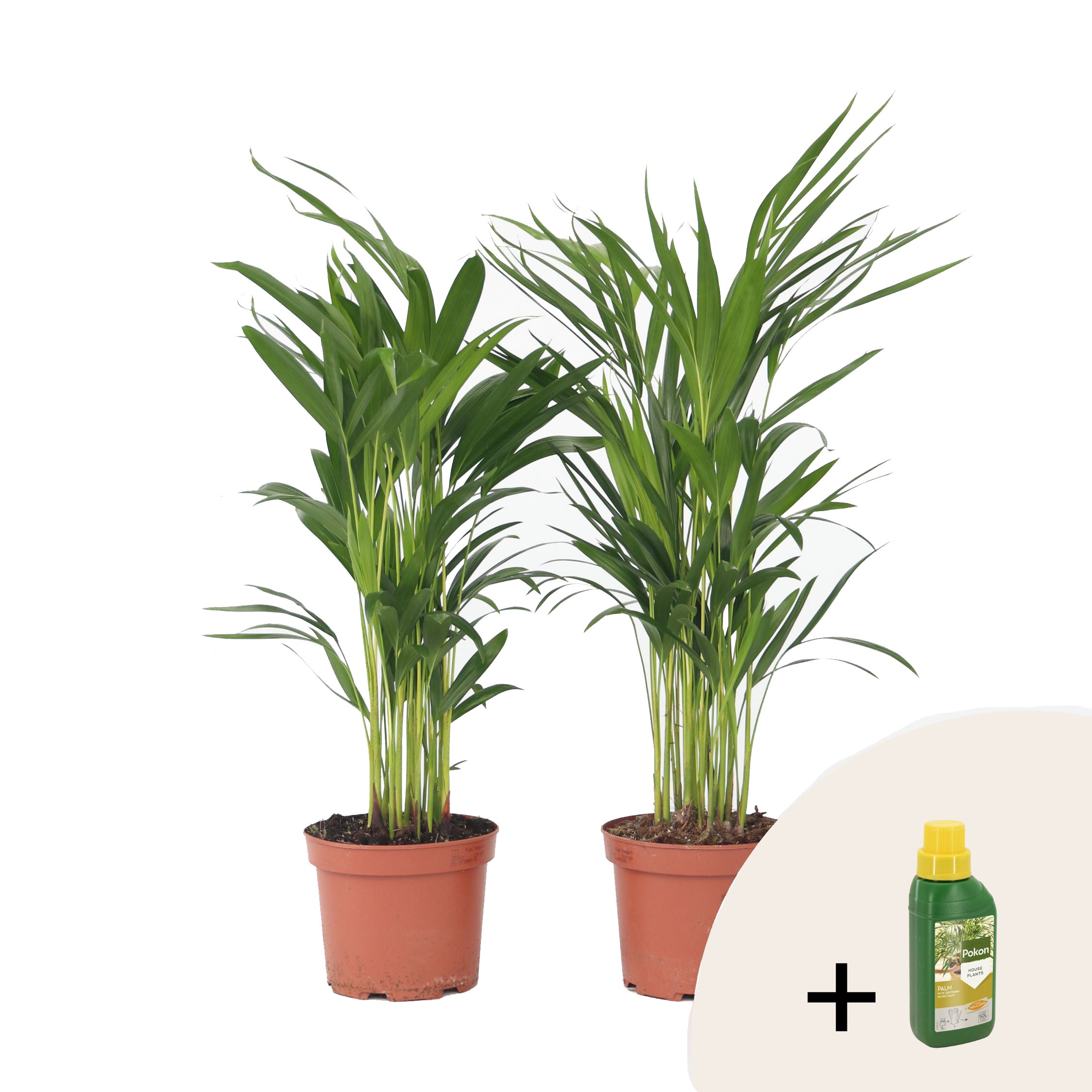 4x Dypsis Lutescens - Palmier Dorés - Plante d'intérieur - Entretien