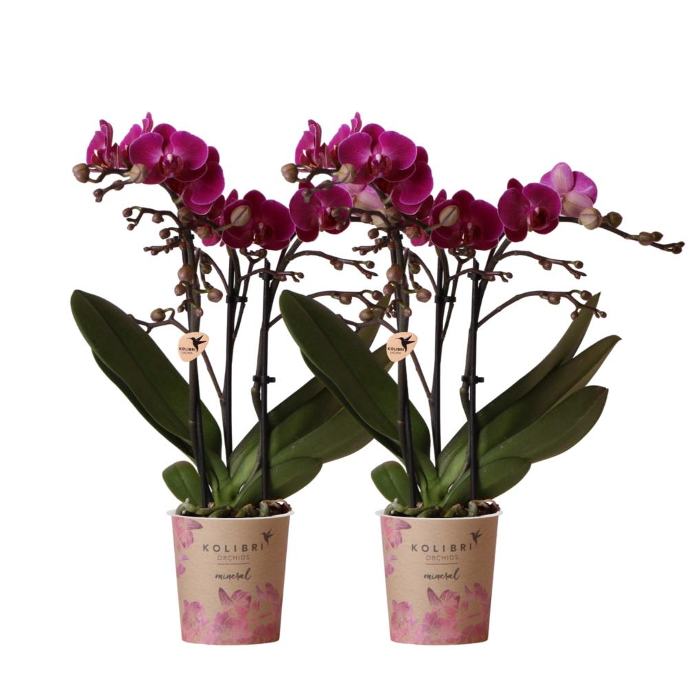 Orchidée Morelia Violette et son pot