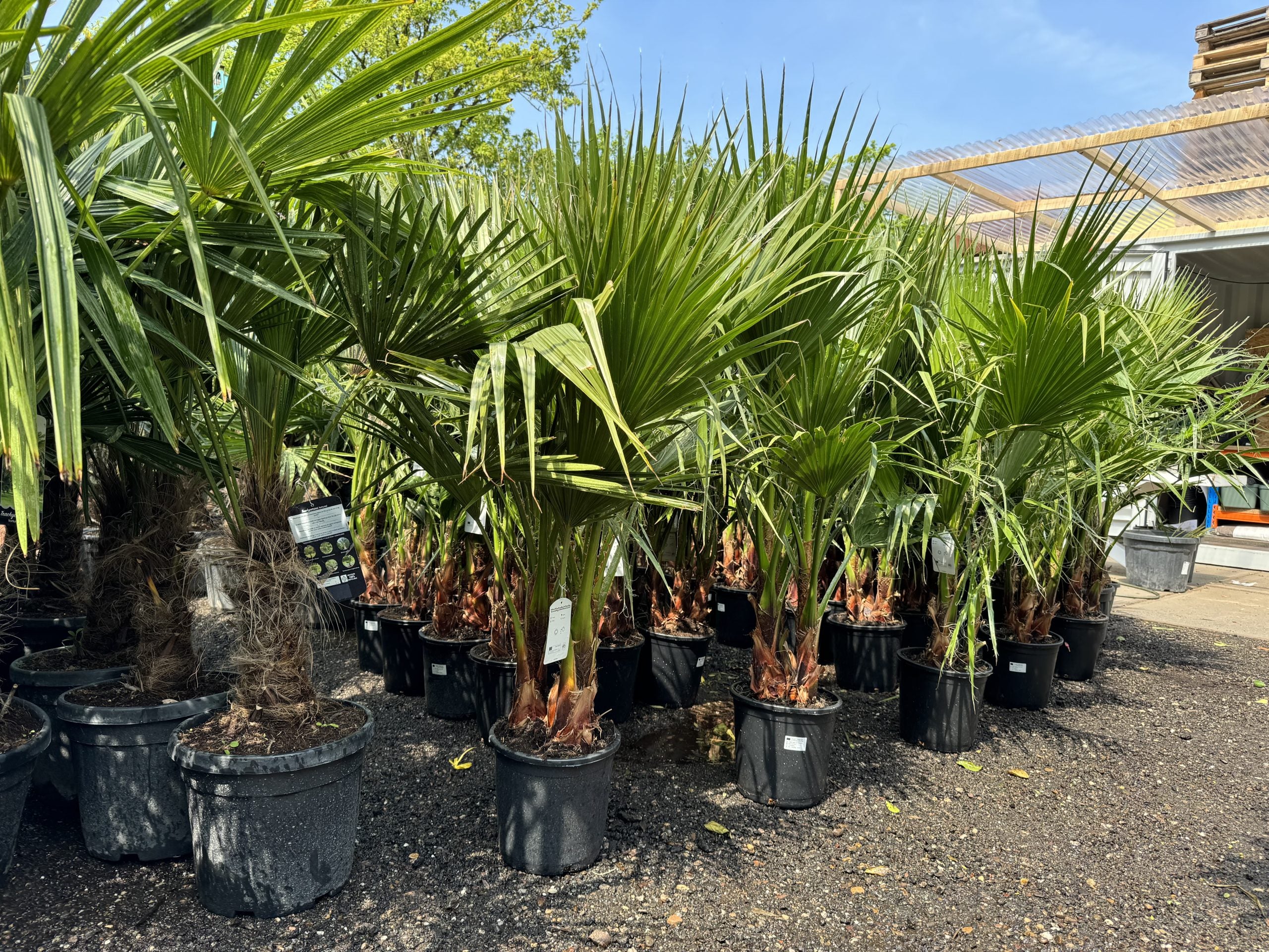 Sunny Tree – Palmier Washingtonia Robusta multi-troncs – 140–160 cm avec pot – Palmier éventail du Mexique - 7