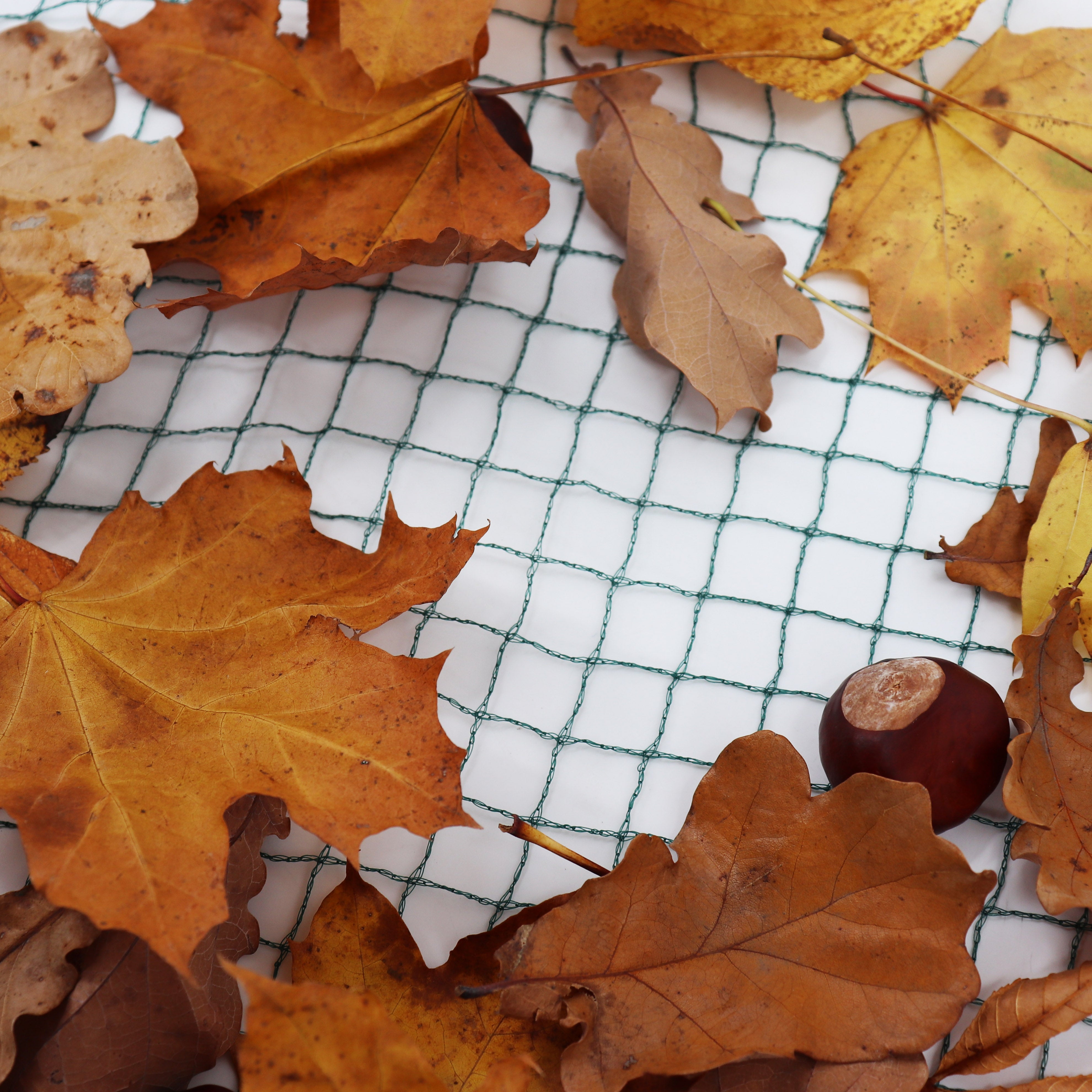 Rete Per Laghetti 5x6m - Parafoglie, Antivolatili E Protezione Pesci - Maglia 17mm - Foto 8