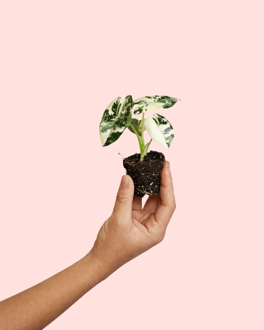 DECOALIVE Hiedra Variegata Premium – Planta Natural Interior – Maceta 14cm – Resistente Y Fácil De Cuidar – Verde Y Blanco