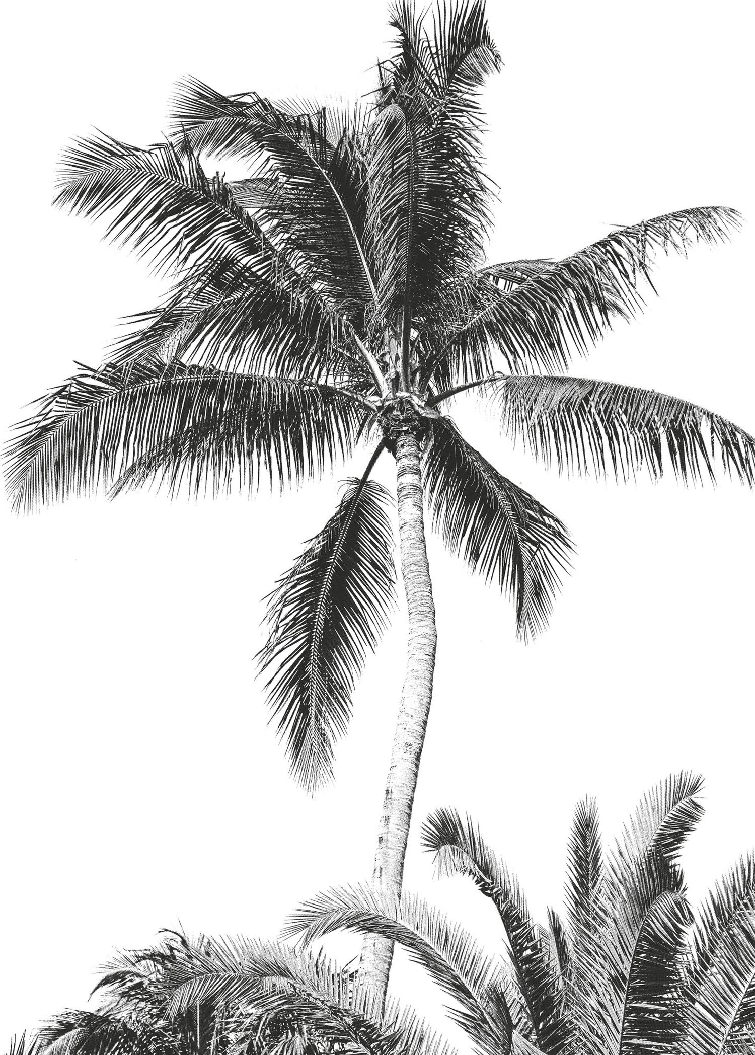 Fotomural palmeras blanco y negro - 200 x 280 cm - komar