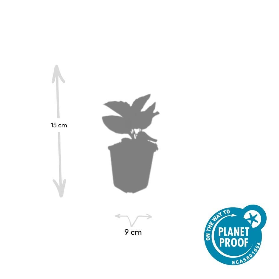24x Plante Rudbeckia fulgida 'Goldsturm' - ↕10-25cm (hauteur) - Ø9cm (diamètre)– ComfortXL Green - 5