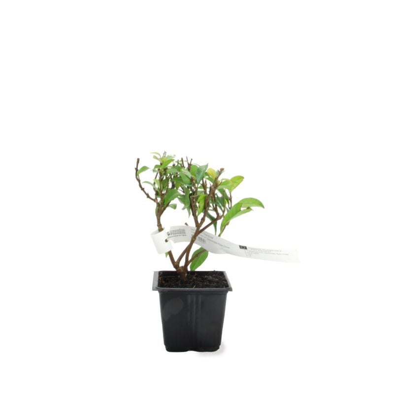 Jasmin Étoilé 'Rose d'Inde' (Trachelospermum Jasminoides) - Godet - Taille 13/25cm - Pépinières Naudet - 2