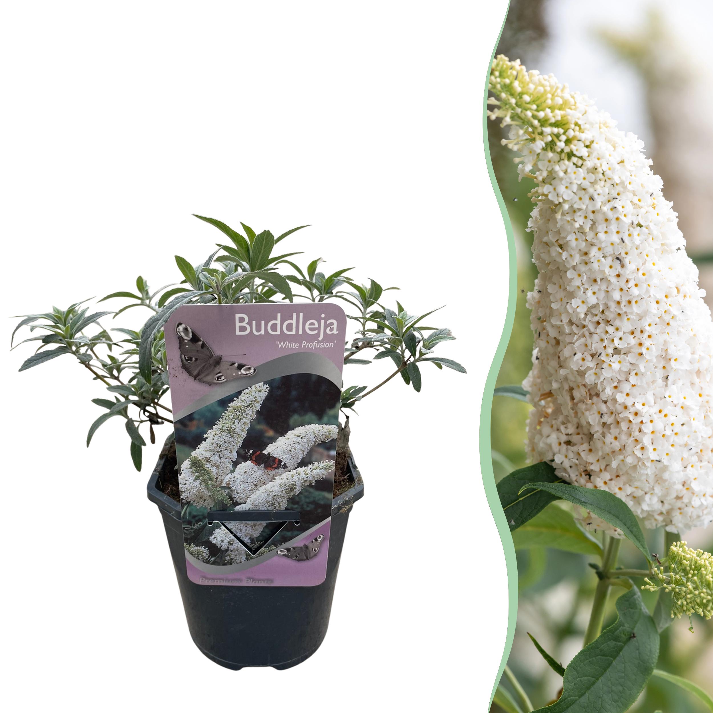 Buddleja davidii White Profusion – Budleja Dawida biała – 1 roślina – Liściasta – Doniczka 17 cm – Wys 25 cm
