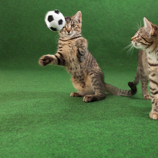 Moquette extérieur sur plots - Terrasse et Balcon - Vert - Rouleau de 2m x 6m - 5