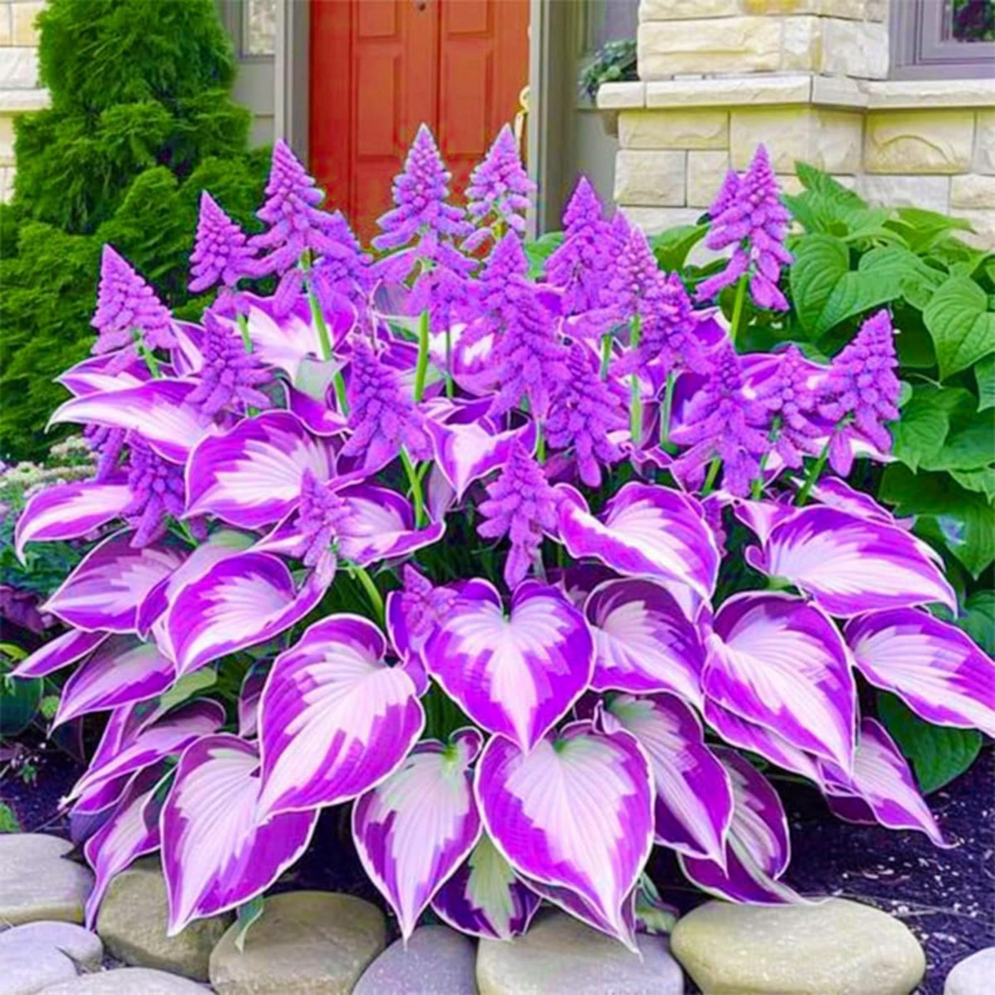 1000 graines d'hosta, graines de fleurs herbacées en forme de cœur, aux feuilles luxuriantes et aux couleurs éclatantes. - 3