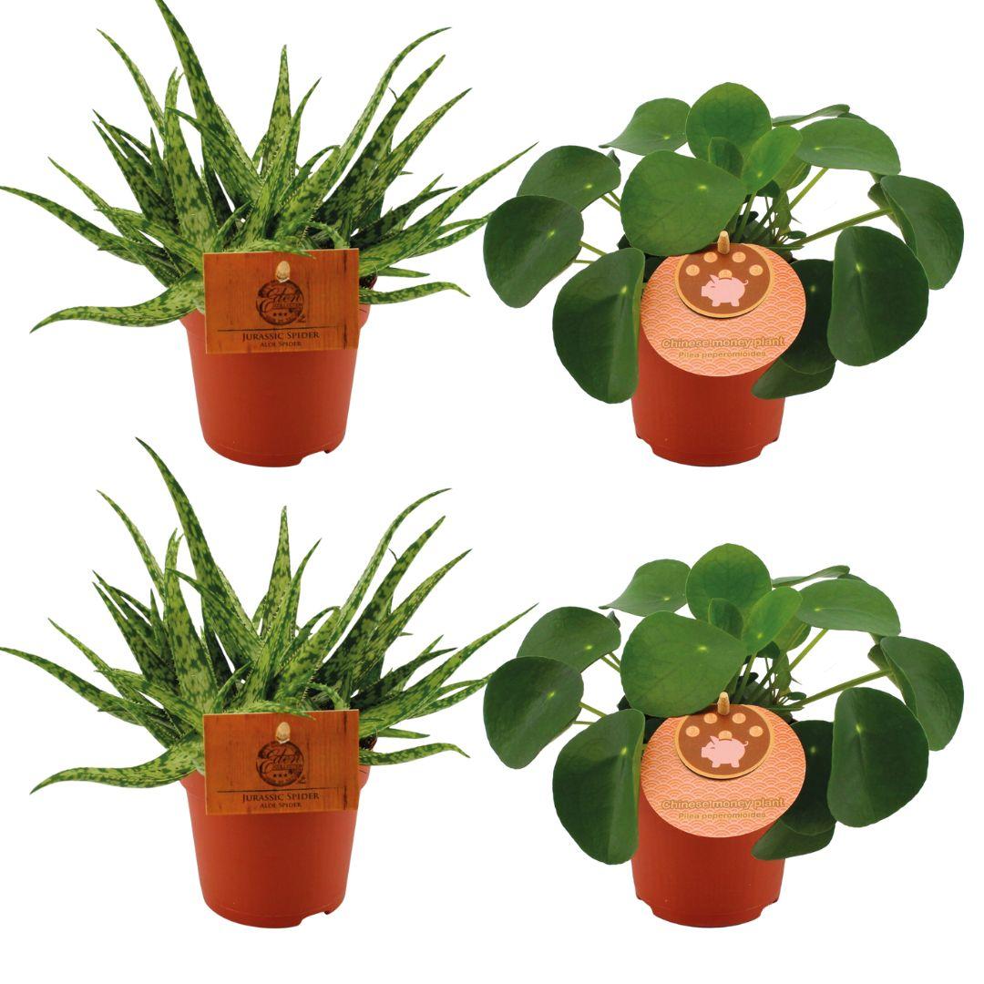 Zestaw 4 roślin doniczkowych – 2x Aloe Spider + 2x Pilea Peperomioides – Doniczki Ø10,5cm – Wys. 10cm