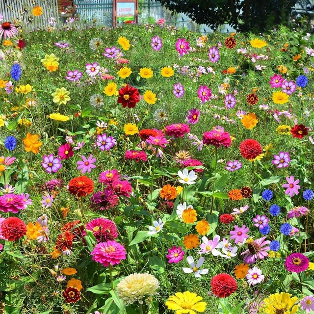 1000 semi di combinazione di fiori selvatici quattro stagioni cosmos fiorito colorato fiore gesang