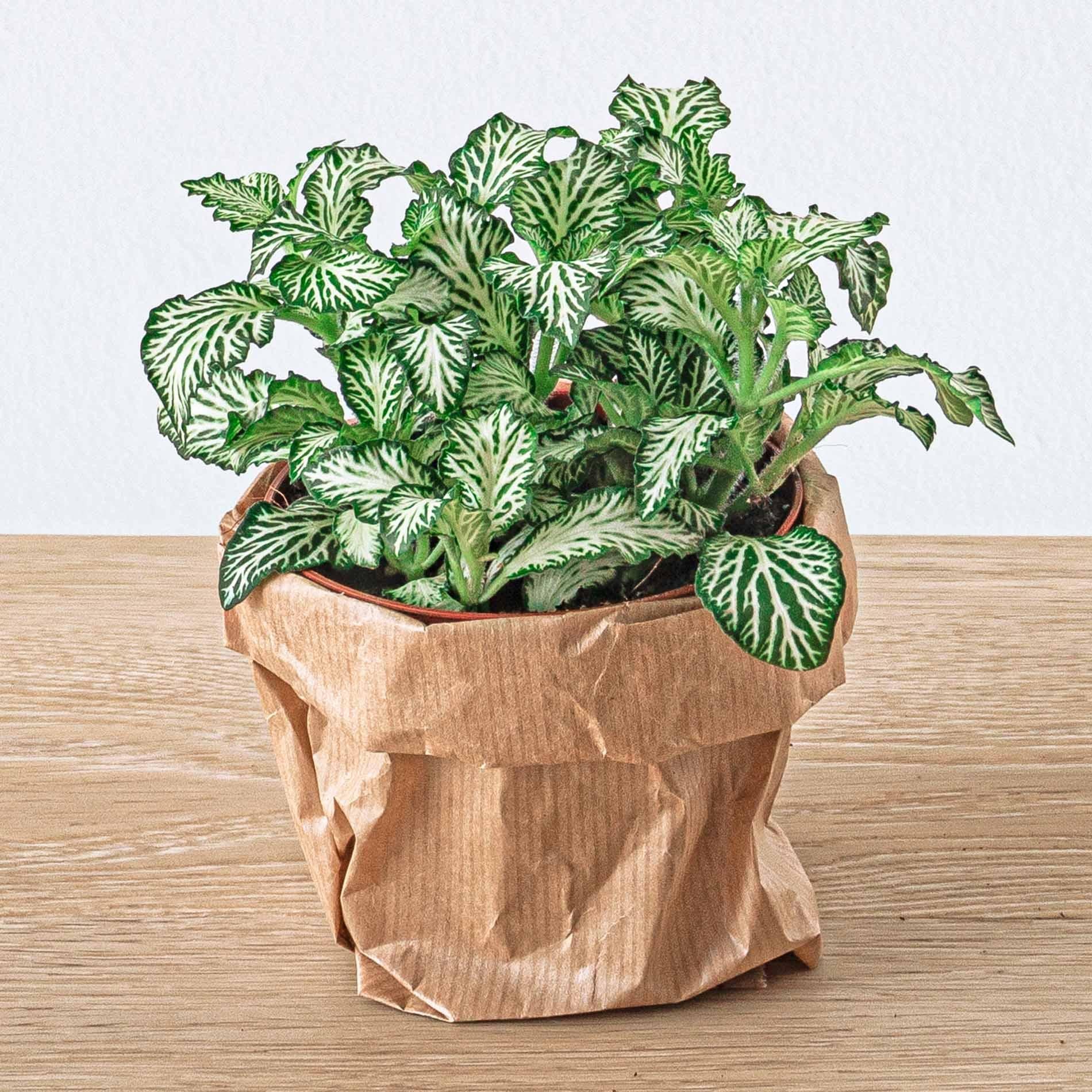 Kit de démarrage et recharge terrarium – Ficus Ginseng Bonsai - 4