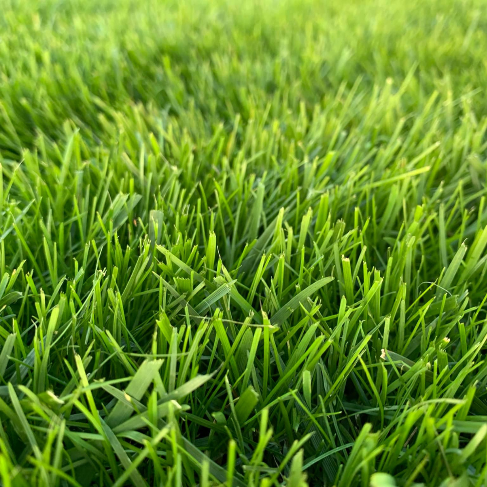 Gazon Gold GLS TEAM GREEN 10 kg - 500 m² - 2