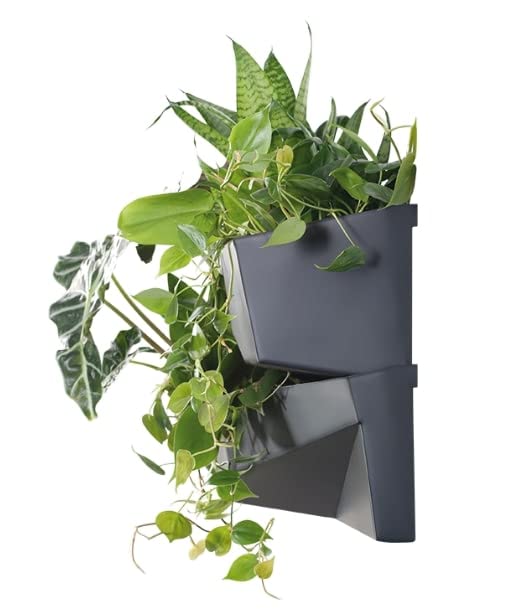 Giardino verticale da parete, muro vegetale antracite 78 x 19 x 33 cm - KOTARBAU - 8