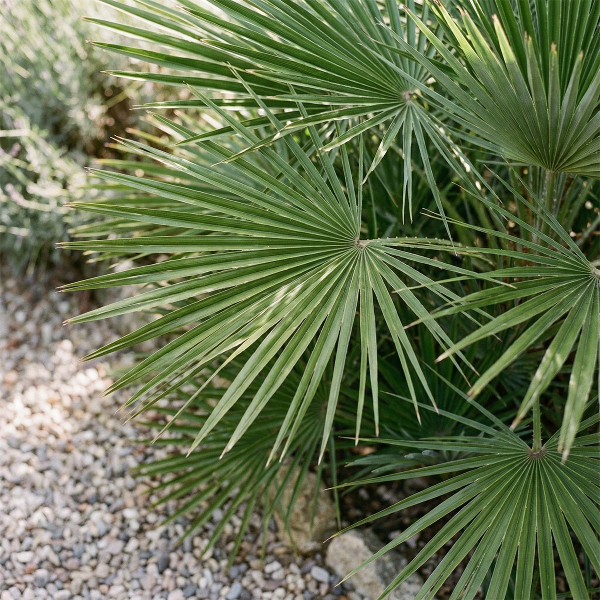 Chamaerops Humilis Vulcano - Palmier nain - Plante de Jardin - Rustique - P. 24&nbsp;cm - 4