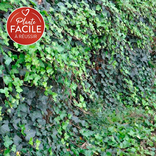 Lierre d'Irlande - hedera helix hibernica 1,5L - 40/60cm