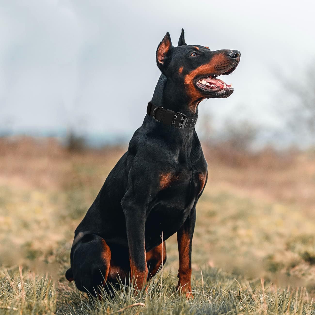 (G, Preto) Coleira Tática para Cães, Coleira Militar Ajustável em Nylon para Cães de Porte Médio e Grande para Treinamento - 5