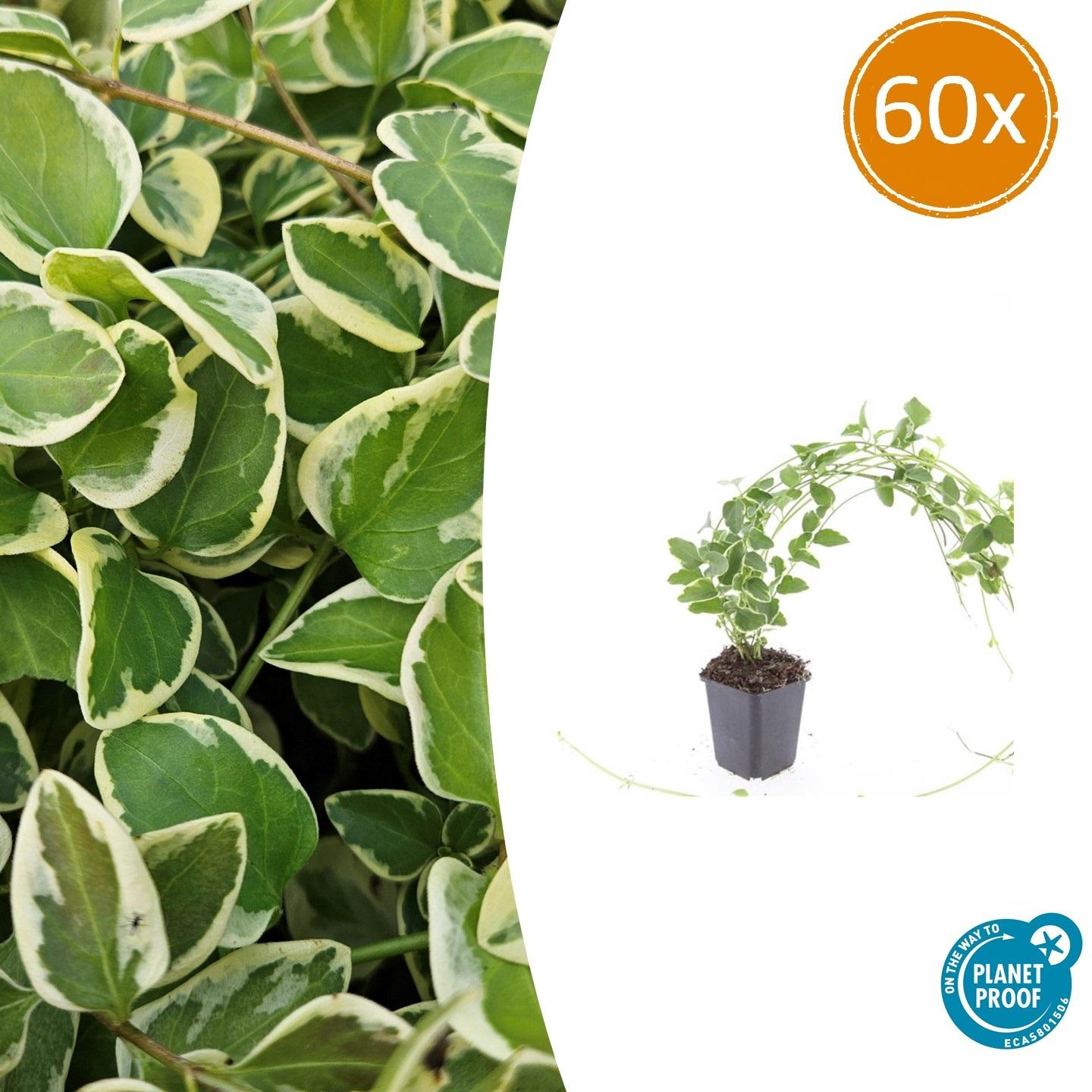 60x Vinca major 'Variegata' – Zimozielona roślina okrywowa z kremowo-zielonymi liśćmi i fioletowymi kwiatami – Ø9cm
