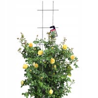 Set Matite BIC Evolution Original - 5 Matite HB, Gomma E Temperino - Foto 8