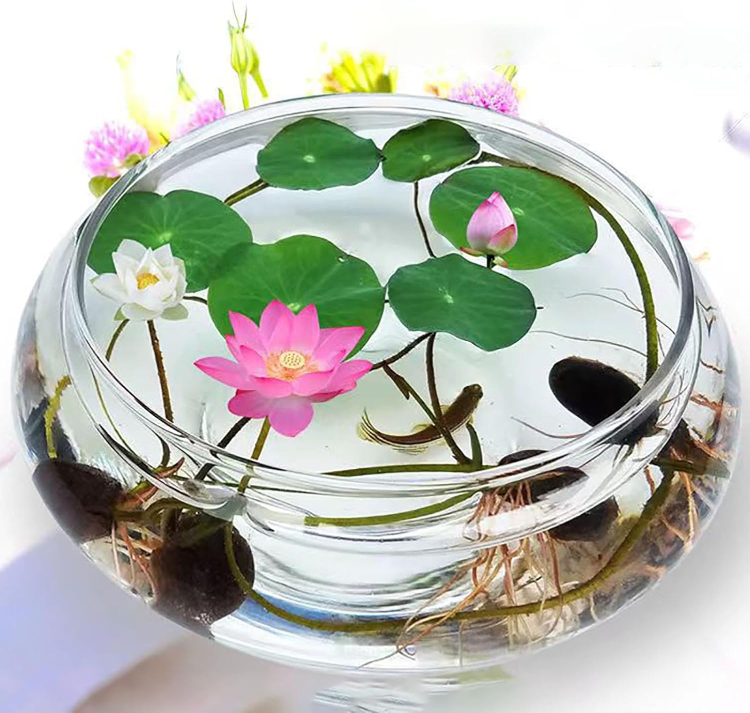 60 graines de lotus, mélange de couleurs, pour semis, lotus aquatique, plantes fleuries, pour culture aquatique, jardin - 3