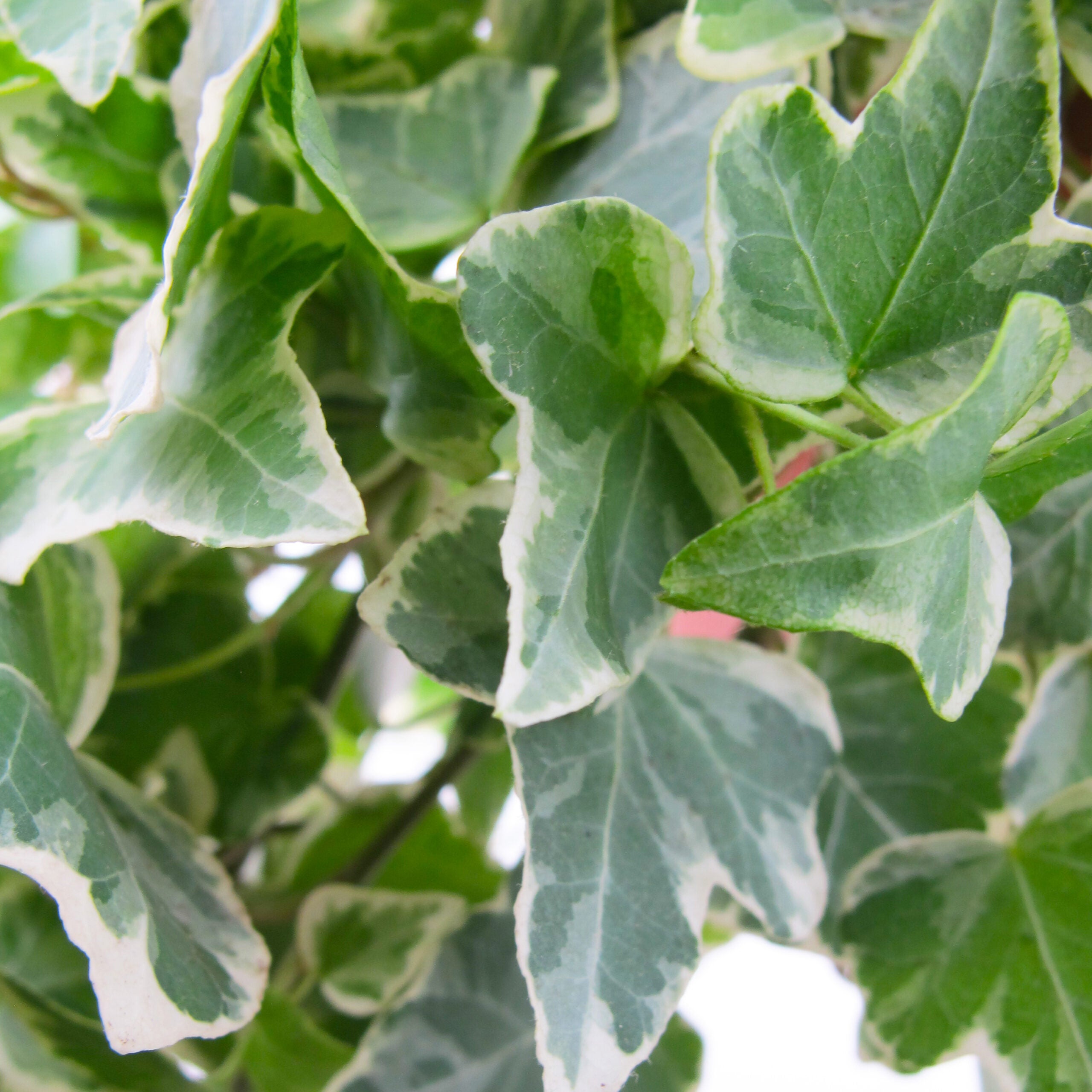 KENTIS - Edera Vera Variegata - Piante Rampicanti Vere da Esterno - Hedera Helix - Vaso Ø 19 cm - 3