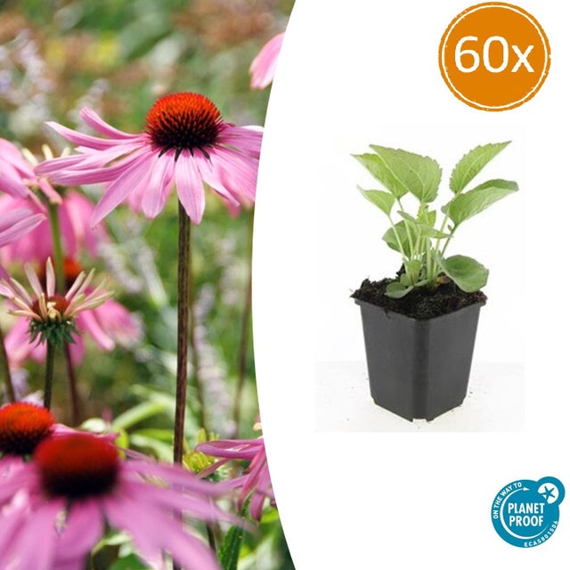 60x Jeżówka purpurowa 'Magnus' - Byliny różowe Ø9cm ↕10-25cm – Przyciąga pszczoły i motyle, kwitnie latem